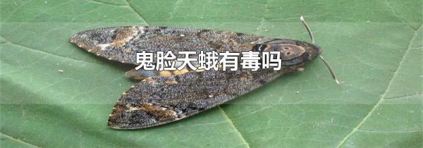 鬼脸天蛾有毒吗