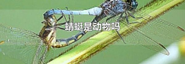 蜻蜓是动物吗