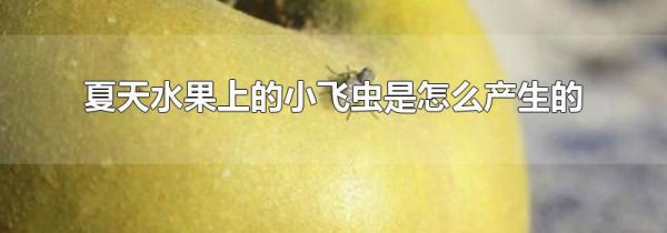 夏天水果上的小飞虫是怎么产生的