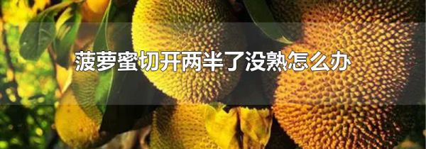 菠萝蜜切开两半了没熟怎么办