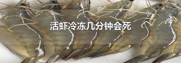 活虾冷冻几分钟会死