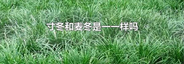 寸冬和麦冬是一一样吗