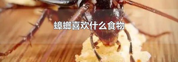 蟑螂喜欢什么食物