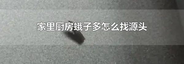 家里厨房蛾子多怎么找源头