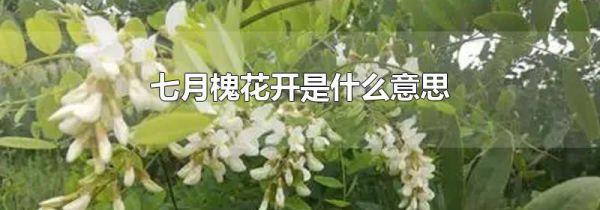 七月槐花开是什么意思