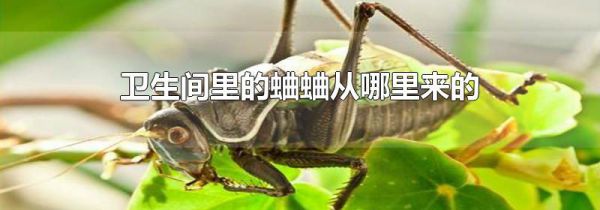 卫生间里的蛐蛐从哪里来的