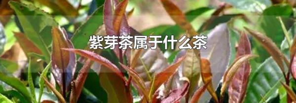 紫芽茶属于什么茶