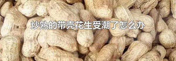 炒熟的带壳花生受潮了怎么办