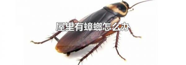 屋里有蟑螂怎么办
