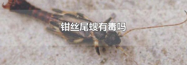 钳丝尾螋有毒吗