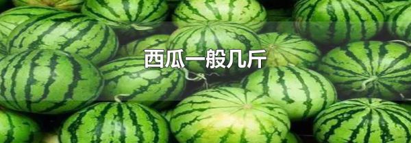 西瓜一般几斤