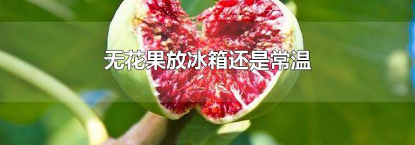 无花果放冰箱还是常温