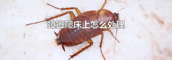 蟑螂爬床上怎么处理