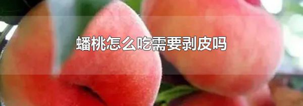 蟠桃怎么吃需要剥皮吗
