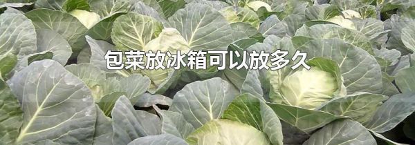 包菜放冰箱可以放多久