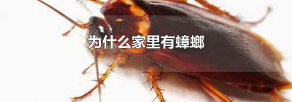 为什么家里有蟑螂