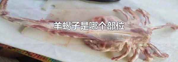 羊蝎子是哪个部位