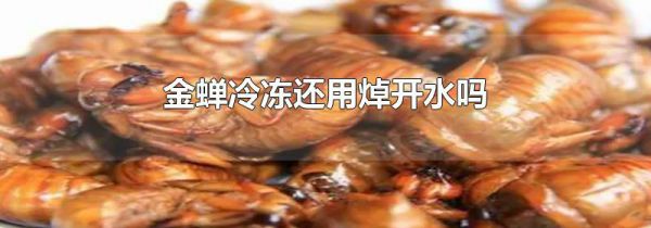 金蝉冷冻还用焯开水吗