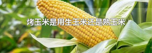 烤玉米是用生玉米还是熟玉米
