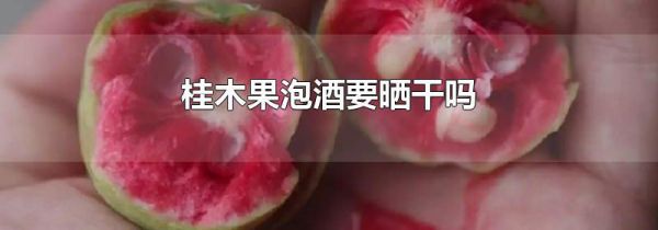 桂木果泡酒要晒干吗