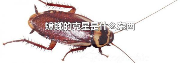 蟑螂的克星是什么东西