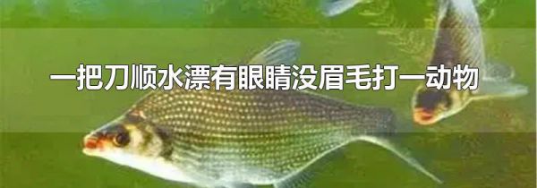 一把刀顺水漂有眼睛没眉毛打一动物