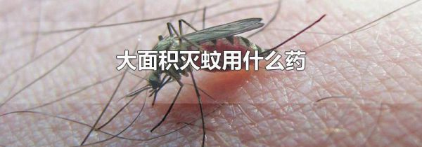 大面积灭蚊用什么药