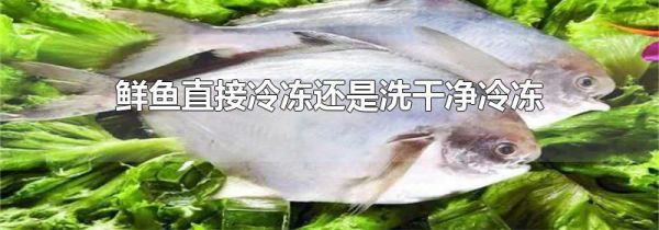 鲜鱼直接冷冻还是洗干净冷冻