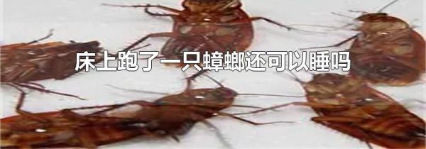 床上跑了一只蟑螂还可以睡吗