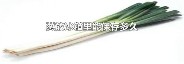 葱放冰箱里能保存多久