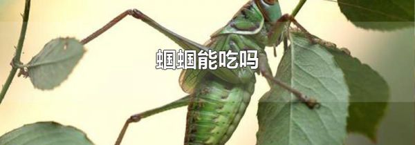 蝈蝈能吃吗
