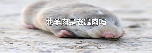 地羊肉是老鼠肉吗