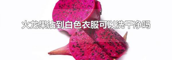 火龙果沾到白色衣服可以洗干净吗