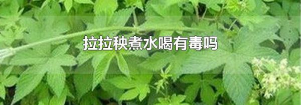 拉拉秧煮水喝有毒吗