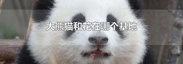 大熊猫和花在哪个基地