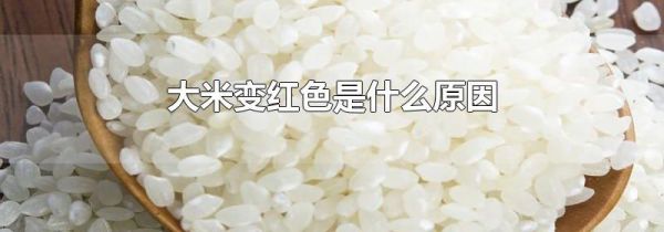 大米变红色是什么原因