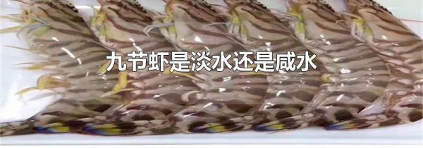 九节虾是淡水还是咸水
