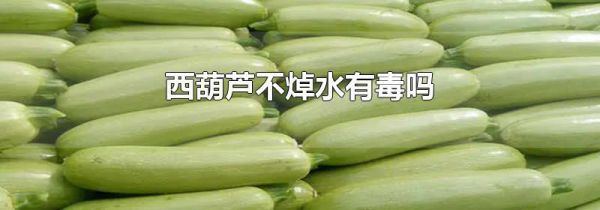 西葫芦不焯水有毒吗