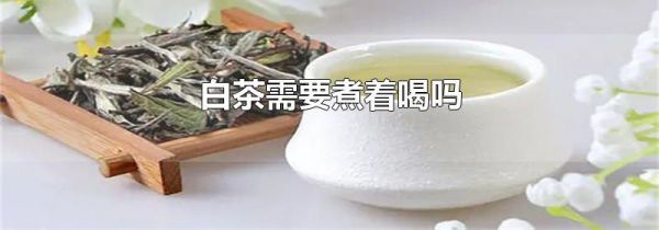 白茶需要煮着喝吗