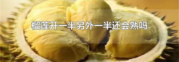 榴莲开一半另外一半还会熟吗