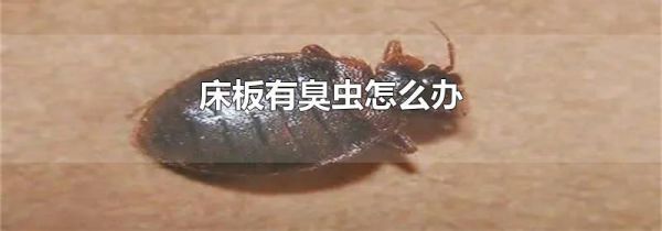 床板有臭虫怎么办