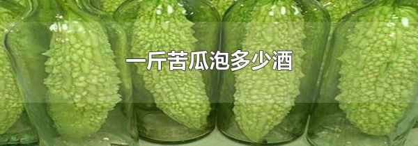 一斤苦瓜泡多少酒