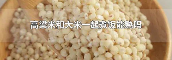 高粱米和大米一起煮饭能熟吗