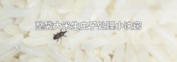 整袋大米生虫子处理小诀窍