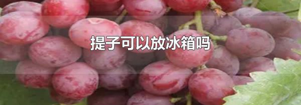 提子可以放冰箱吗