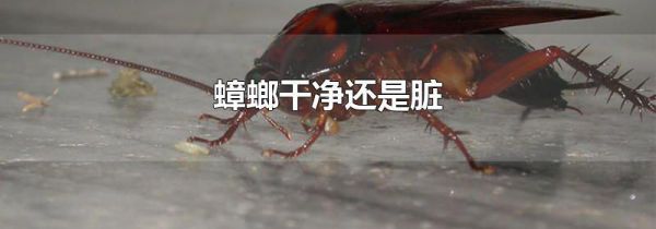 蟑螂干净还是脏
