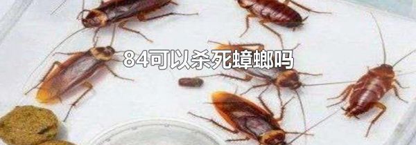 84可以杀死蟑螂吗