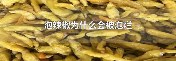 泡辣椒为什么会被泡烂