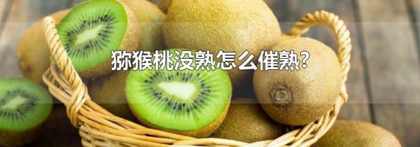 猕猴桃没熟怎么催熟?