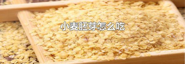 小麦胚芽怎么吃